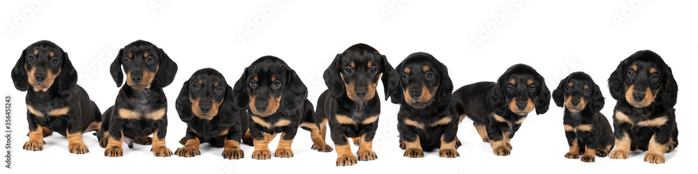 Panorama of a black and tan dachshund pups standing isolated on a white background