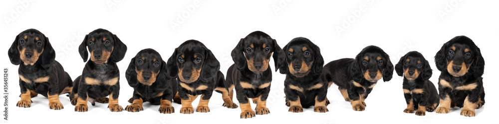 Panorama of a black and tan dachshund pups standing isolated on a white background Panorama of a black and tan dachshund pups standing isolated on a white background