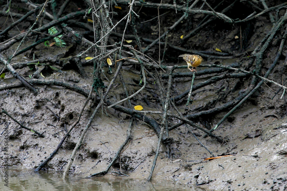 The yellow bird on stick tree near the river at thailand The yellow bird on stick tree near the river at thailand