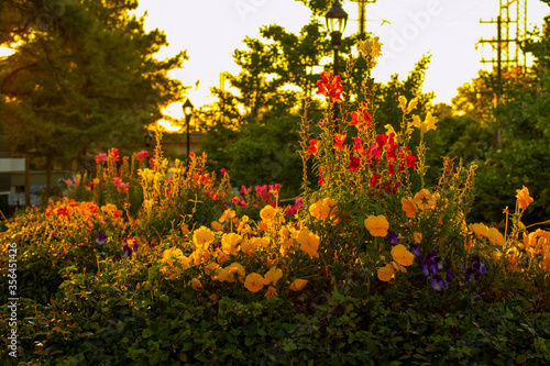 Flowers shining in the setting sun