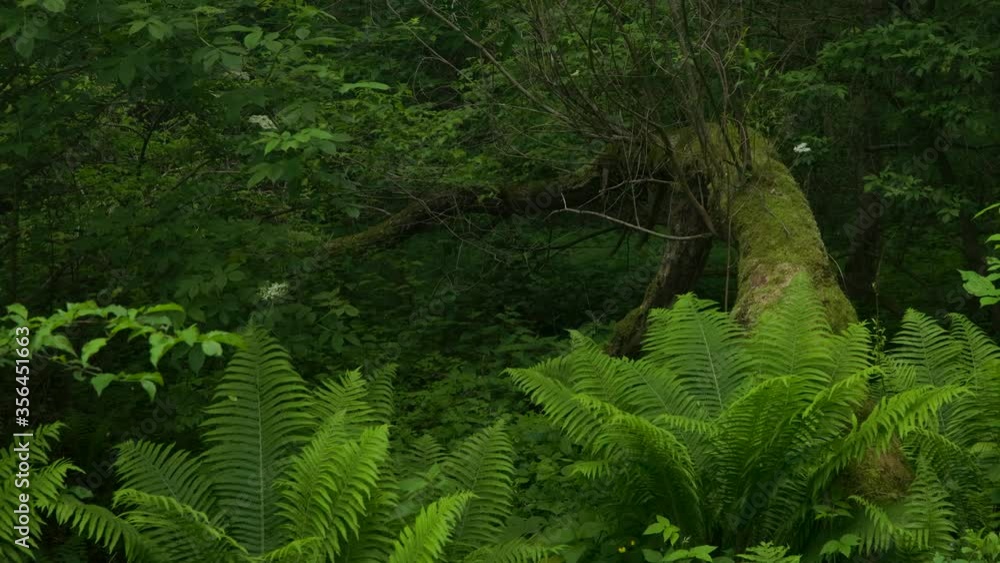 Dead tree and ferns in green forest Dead tree and ferns in green forest