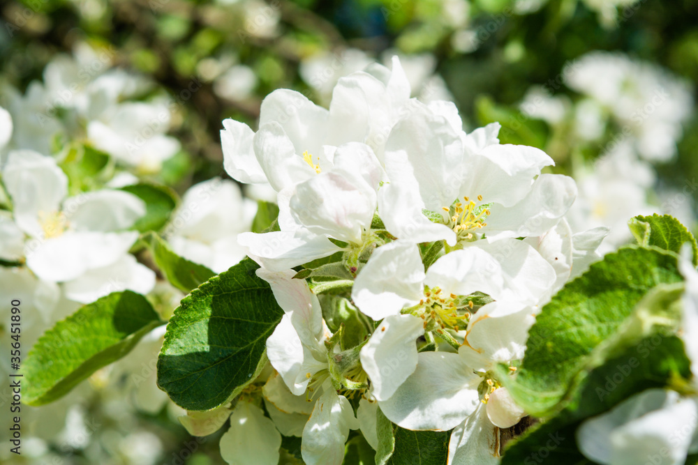 White flowers of apple tree. Beautiful blossoming apple tree branch White flowers of apple tree. Beautiful blossoming apple tree branch