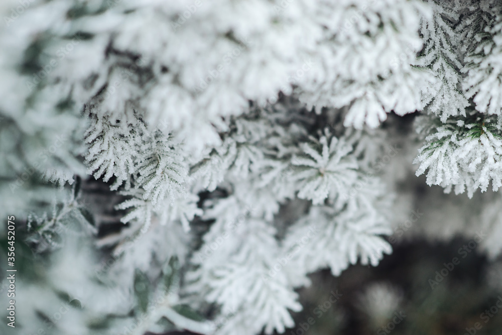 needles spruce close-up in frost and in ice close-up needles spruce close-up in frost and in ice close-up