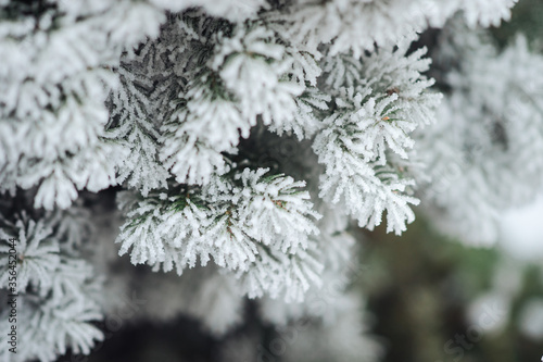 needles spruce close-up in frost and in ice close-up © Oleg Kyslyi