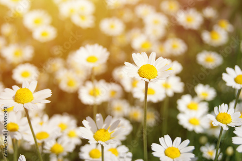 Wonderful fabulous daisies on a meadow in summer. White daisies.