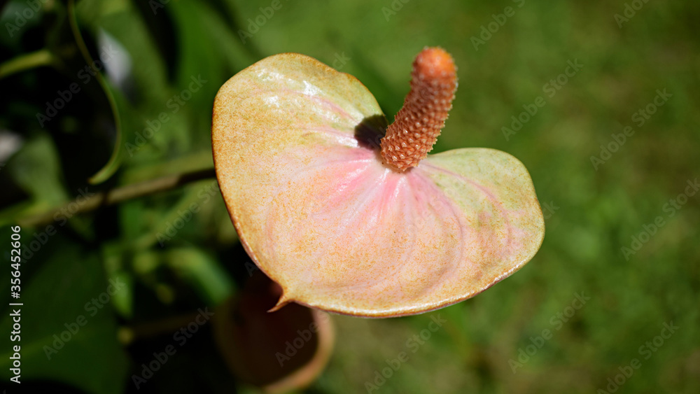 Anthurium flower also known as flamingo flower Anthurium flower also known as flamingo flower
