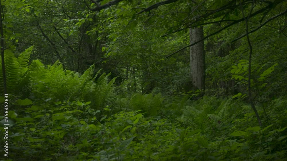 Picturesque forest during a calm summer day Picturesque forest during a calm summer day