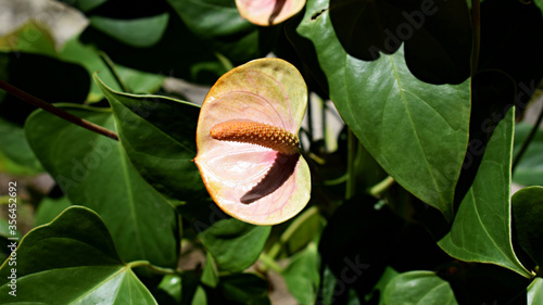 Air purifying plants - Anthurium