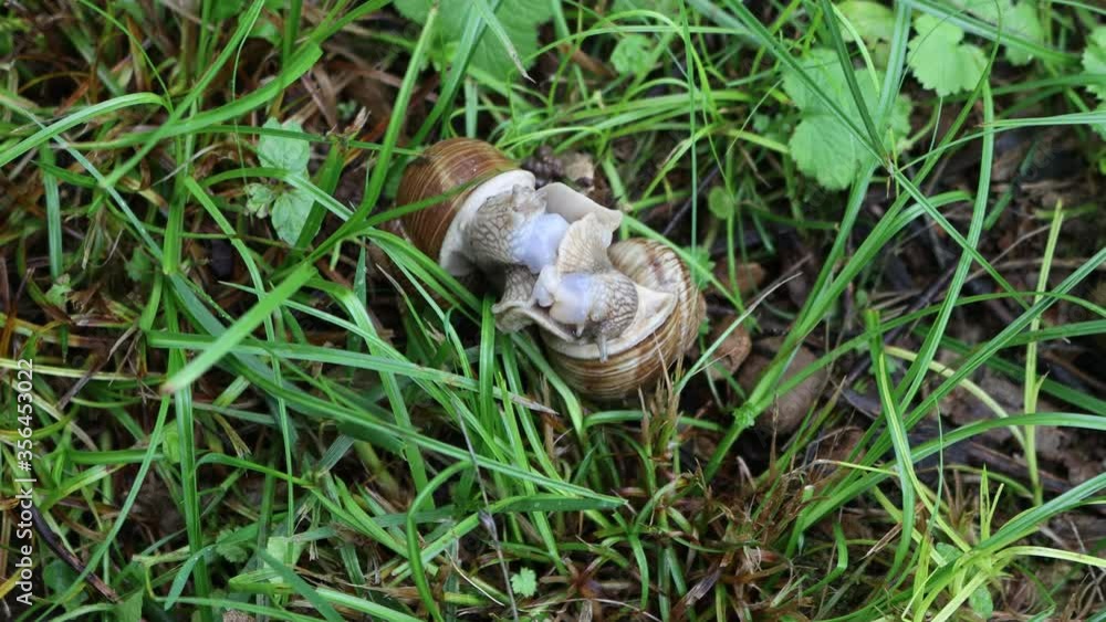 Gastropods on green grass. Two brown land snails during mating on springtime Gastropods on green grass. Two brown land snails during mating on springtime