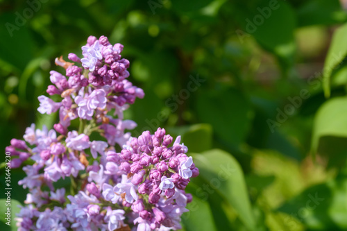 Blooming pink lilac closeup  a place for an inscription