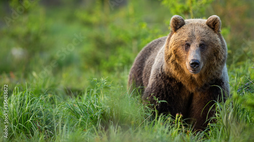 brown bear, ursus arctos, in tall green vegetation facing camera in summer at sunset. Wide panoramic horizontal composition of furry wild animal from front view with copy space.