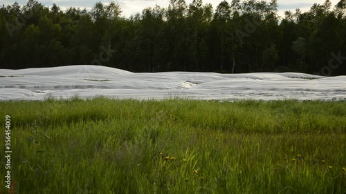 Wallpaper Mural white protective cloth over potato field in summer breeze Torontodigital.ca