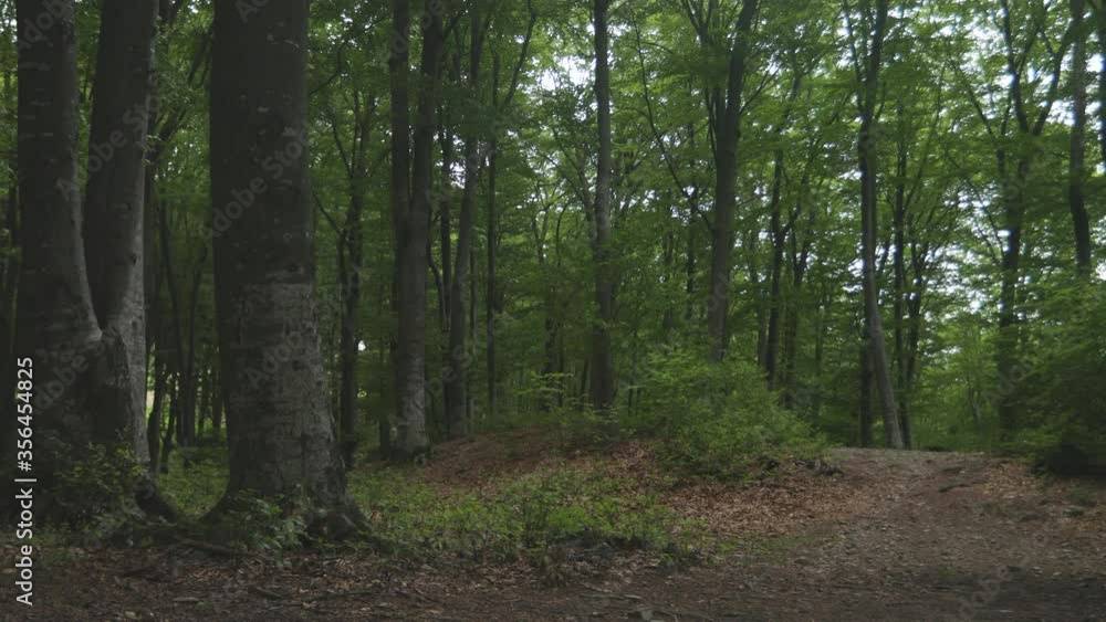 Panoramic shot of a beautiful trail in the forest Panoramic shot of a beautiful trail in the forest
