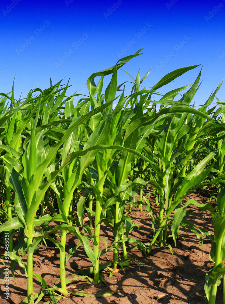 A huge corn field. Lots of green shoots of green corn A huge corn field. Lots of green shoots of green corn