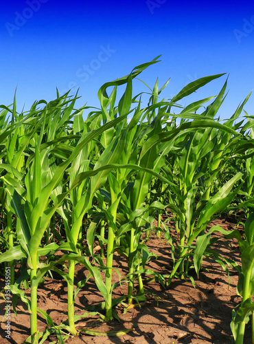 Canvas Print A huge corn field. Lots of green shoots of green corn