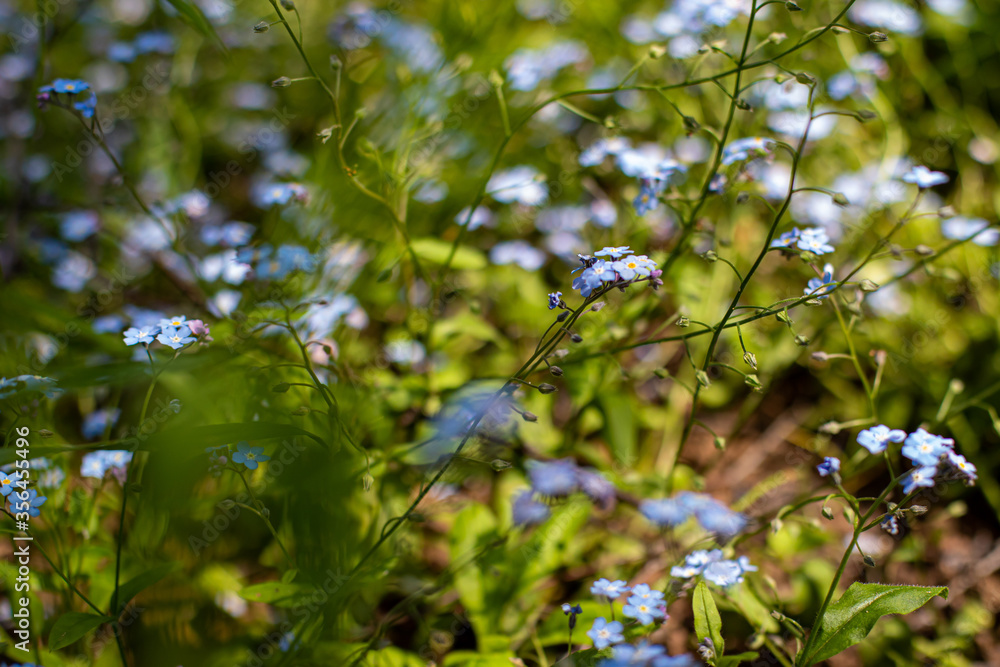 Obraz premium forget me not flowers
