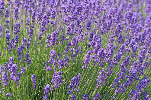 Blühender Lavendel, Lavandula, im Frühsommer