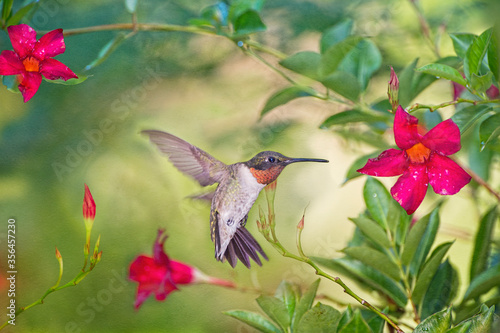 Ruby Throated Hummingbird Hovering Near Red Flowers in Louisiana Garden