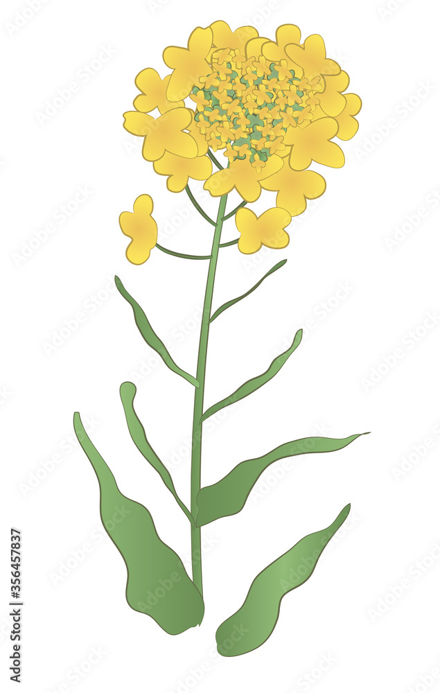 Japanese style vector yellow rape flower