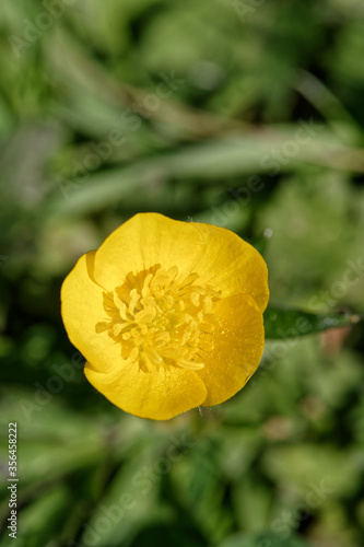 Fleur de bouton d'or - France