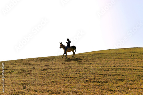 beduin arabian boy sitting on donkey in desert hills field © Anastasia