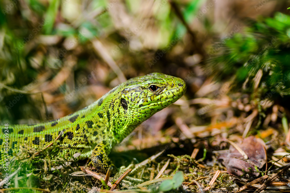 Male Lacerta Agilis Sand Lizard Reptile Animal Close-up Male Lacerta Agilis Sand Lizard Reptile Animal Close-up