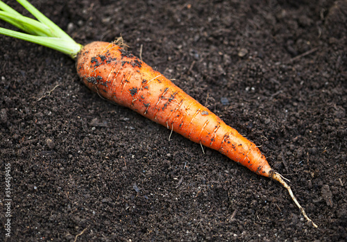Fresh carrot. Macro image with selective focus.