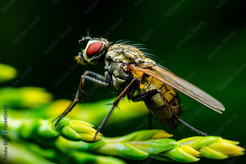 Exotic Drosophila Fruit Fly Diptera Parasite Insect on Plant on Dark Background Exotic Drosophila Fruit Fly Diptera Parasite Insect on Plant on Dark Background