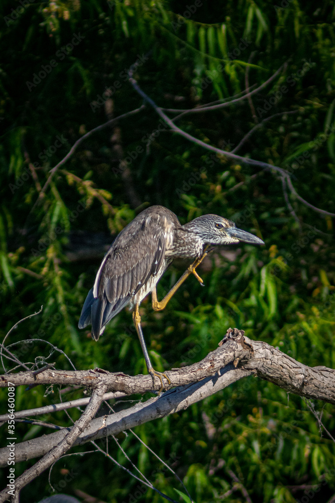 Juvenile Yellow-crowned Night-Heron scratching. Juvenile Yellow-crowned Night-Heron scratching.