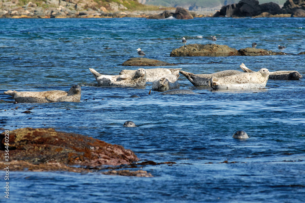 custom made wallpaper toronto digitalSpotted seal (Phoca largha), also known as the larga seal or largha seal. Peter the Great Gulf, Sea of Japan, Primorsky Krai (Primorye), Far East, Russia.