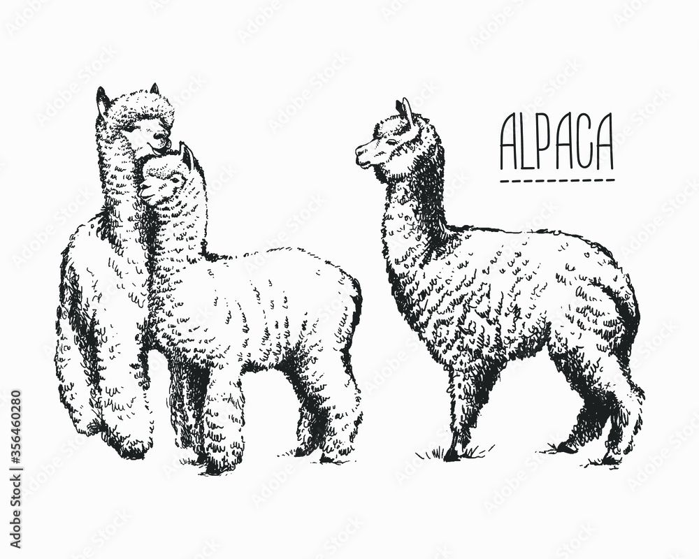 Set of sketches of llamas in graphic style, from hand drawing image. - obrazy, fototapety, plakaty 
