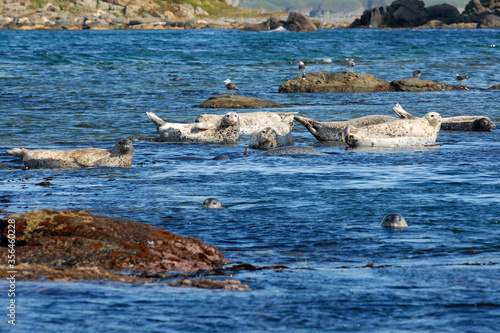 Spotted seal  Phoca largha   also known as the larga seal or largha seal. Peter the Great Gulf  Sea of Japan  Primorsky Krai  Primorye   Far East  Russia.