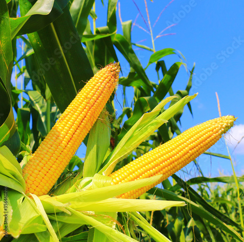 Green field with young corn
