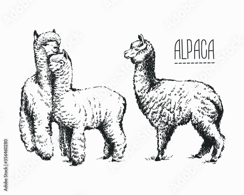 Set of sketches of llamas in graphic style, from hand drawing image. photo