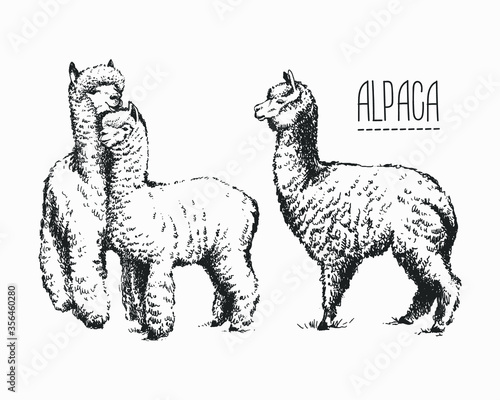 Set of sketches of llamas in graphic style, from hand drawing image.