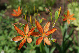 The Blackberry Lily or Leopard Lily (Belamcanda chinensis), the sole species in the genus Belamcanda, was transferred to the genus Iris and renamed Iris domestica in 2005.