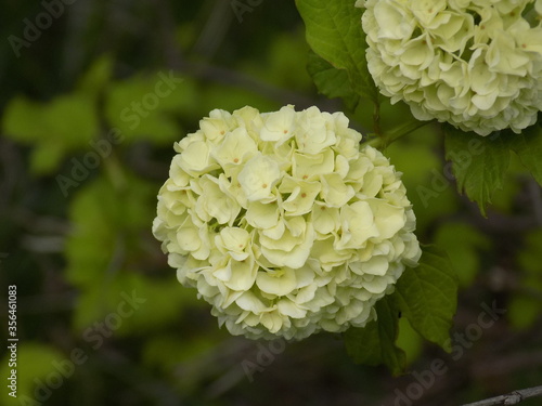Spring. Blooms viburnum buldenezh. Snow-white beautiful balls-inflorescences.