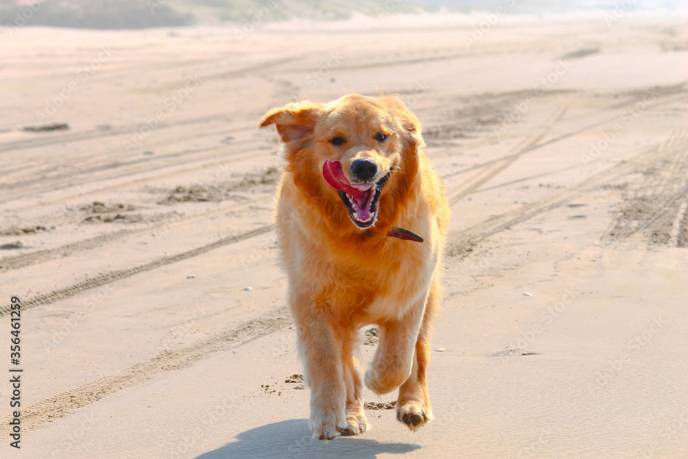 golden retriever dog