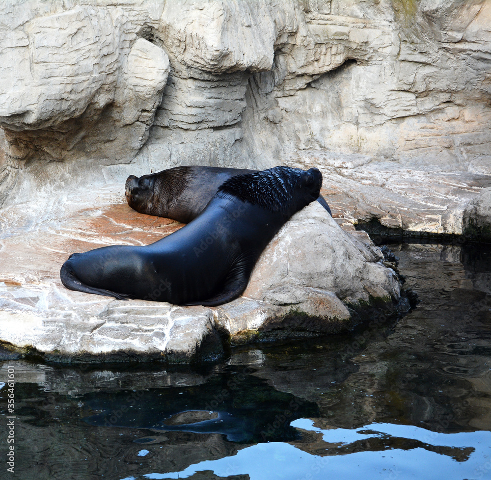 Fototapeta premium Two sea lions on the rocks,
