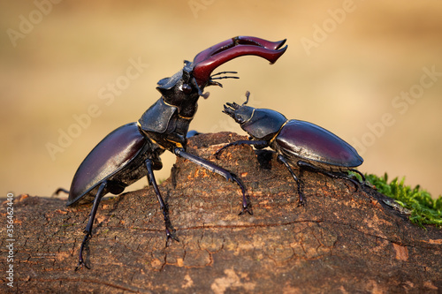 Obraz na płótnie Harmonious scenery of male stag beetle, lucanus cervus, standing above female and protecting her in summer nature. Pair of winged bugs on branch sunlit by sun. w salonie