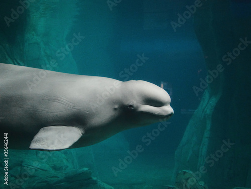 Lonely Beluga in the ocean,
