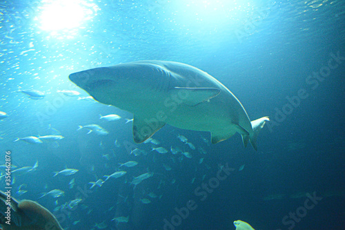 Great lone shark in the ocean great teeth 