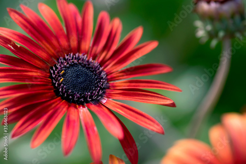 Red African Daisy