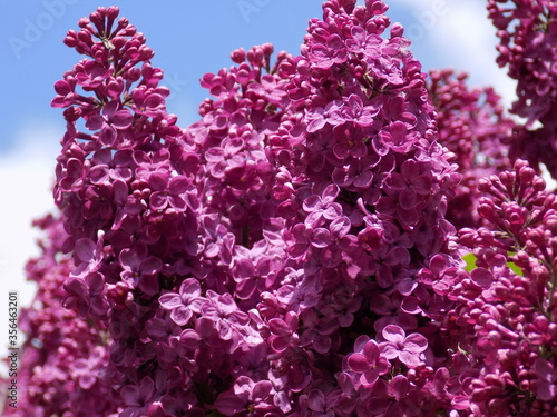 Bright sunny day. Lilac blooms.