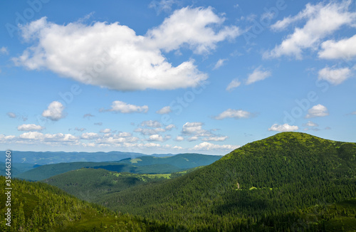 Fototapeta Naklejka Na Ścianę i Meble -  Summer landscape of green Carpathian mountains with dense vegetation, top of the green hills under blue cloudy sky.