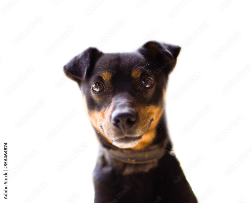 Smile dog isolated on white. Small depth of field. Selective focus on eyes. Smile dog isolated on white. Small depth of field. Selective focus on eyes.
