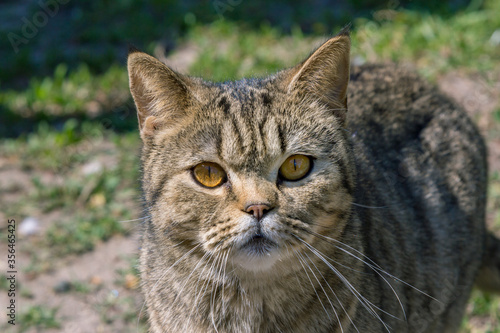 Cute gray cat with orange eyes, enjoying warm sunny weather, sitting on the meadow © elenakirey