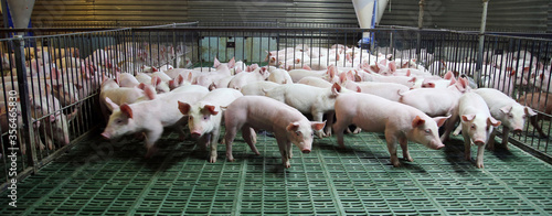 Canvas Print Farming raising and breeding of domestic pigs