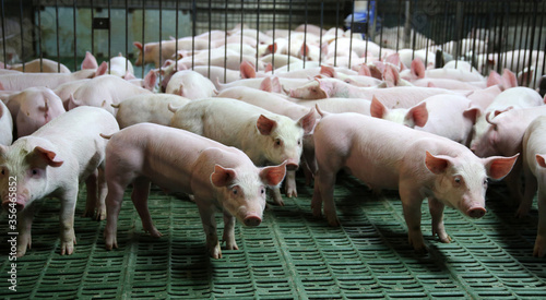 Farming raising and breeding of domestic pigs photo