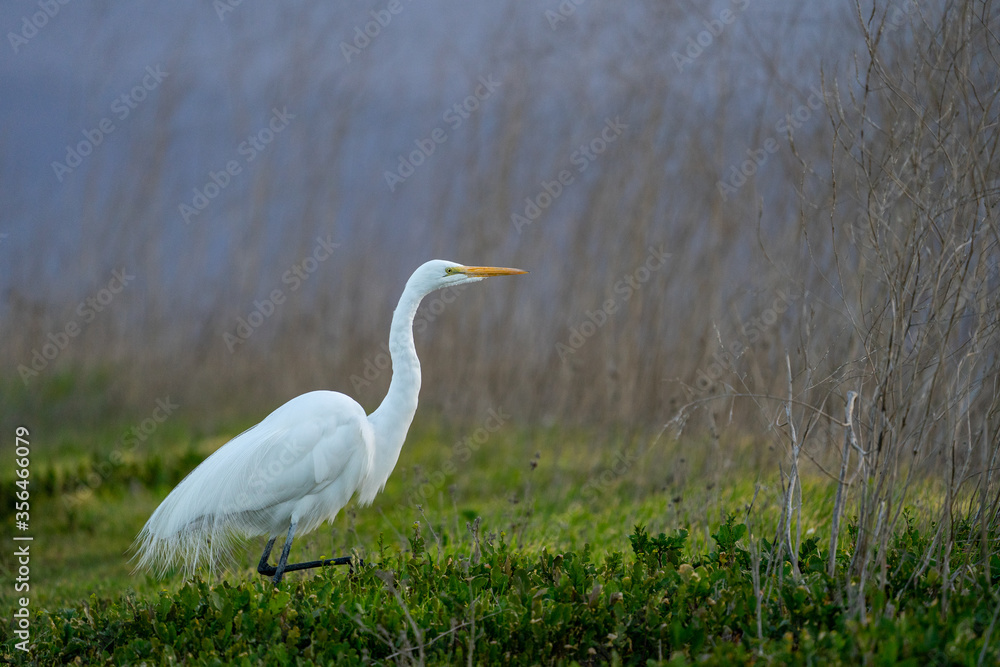 Obraz premium great blue heron